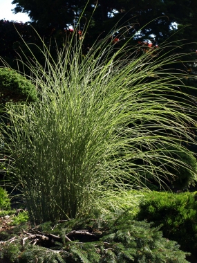 Miskant chiński (Miscanthus sinensis) 